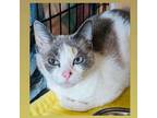 Adopt Persephone a Siamese, Dilute Calico