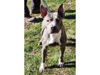 Adopt KARLA-dainty and loving a American Staffordshire Terrier