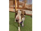 Adopt CARAMEL a Pit Bull Terrier