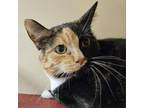 Adopt Quinn a Domestic Short Hair