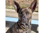 Adopt Rosie a Dutch Shepherd, Shepherd