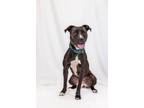 Adopt Melia a Terrier, Mixed Breed