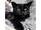 Adopt Beignet a Domestic Short Hair