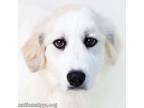 Adopt Gretchen Wilson in FL - Playful and Loving! a Great Pyrenees