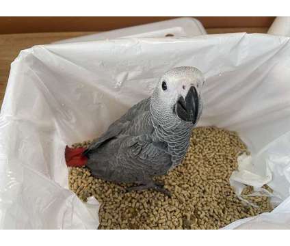 KGBHIOH African Grey Parrots is a Grey Everything Else for Sale in Portland OR