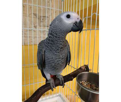 JGYUOUIBI African Grey Parrots is a Grey Everything Else for Sale in Portland OR