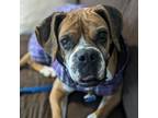 Adopt Fallon a Boxer