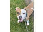 Adopt TEA TREE a Boxer, Pit Bull Terrier