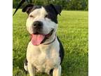 Adopt Whitney a Pit Bull Terrier
