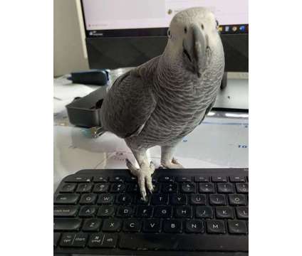 JLIHFIHEH African Grey Parrots is a Grey Everything Else for Sale in Greenwood Village CO