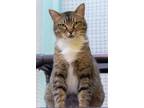 Adopt Lotus a Domestic Short Hair