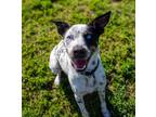 Adopt Freckles a Australian Cattle Dog / Blue Heeler, Husky