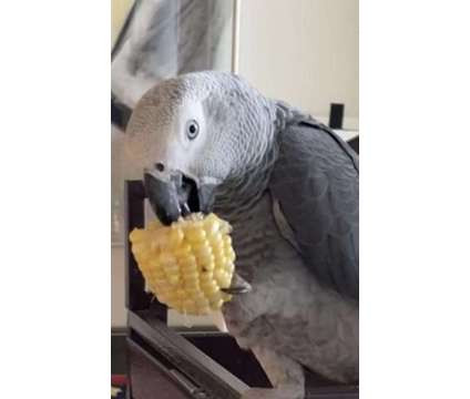 JGDGJJLK African Grey Parrots is a Grey Everything Else for Sale in Las Vegas NV