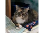 Adopt Marigold a Domestic Long Hair