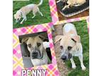 Adopt Penny a Black Labrador Retriever