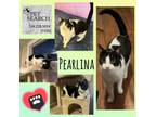 Adopt Pearlina a Domestic Short Hair