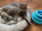 Adopt Fluffy a Tabby