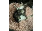 Adopt REED (white faced female kitten) a Domestic Short Hair