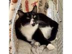 Adopt Dove a Domestic Short Hair