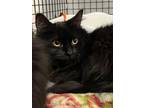 Adopt Judy a Domestic Long Hair