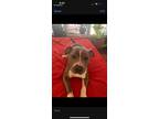 Adopt Lilah a Pit Bull Terrier