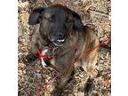 Adopt Cabela a Plott Hound, Labrador Retriever