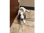 Adopt Dora a Basset Hound