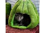 Adopt Meatloaf a Domestic Short Hair