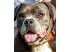 Adopt RAMONA a Pit Bull Terrier, Mixed Breed