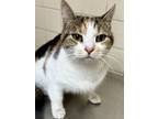 Adopt Mamacita a Domestic Short Hair