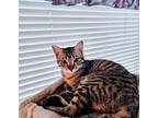 Adopt Diva and Smarty Pants a American Shorthair