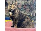 Adopt Boo Boo a Tortoiseshell