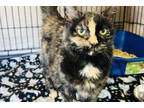 Adopt Possom a Tortoiseshell