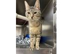 Adopt Janice a Domestic Short Hair