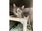 Adopt Cali a Domestic Short Hair