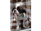 Adopt Joni Winke a Shih Tzu