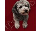 Adopt Juniper - adoption pending a Poodle, Bichon Frise