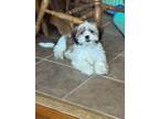 Adopt Hello Kitty ***FOSTER HOME*** a Lhasa Apso