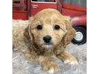 Cavapoo Puppy for sale in Seneca Falls, NY, USA