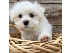 Maltese Puppy for sale in Jonestown, TX, USA