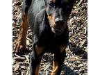 Ava Girl Dobie