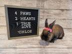 Adopt Chloe a Lionhead