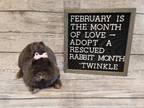 Adopt Twinkle a Dwarf