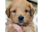 Goldendoodle Puppy for sale in West Berlin, NJ, USA