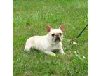 French Bulldog Puppy for sale in Nashville, MI, USA