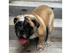 Bulldog Puppy for sale in Belton, TX, USA