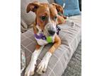 Adopt Lainey a Boxer, Australian Cattle Dog / Blue Heeler