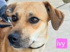 Adopt Ivy a Feist