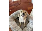 Adopt Tootsie pup: Chiclet a Shepherd, Labrador Retriever