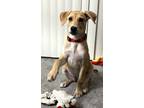 Adopt Tootsie pup: Taffy a Mixed Breed